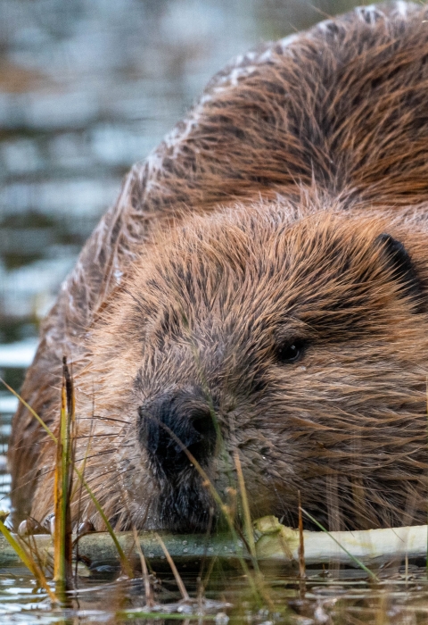 A beaver chews on a stick while sitting in a pond