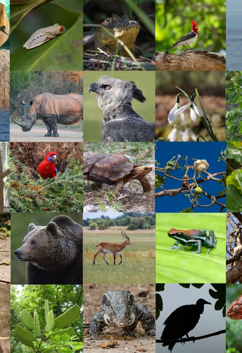 Colorful collage of species that includes zebras, red parrots, rhinos, lizards, sea turtles underwater, polar bears swimming, and more