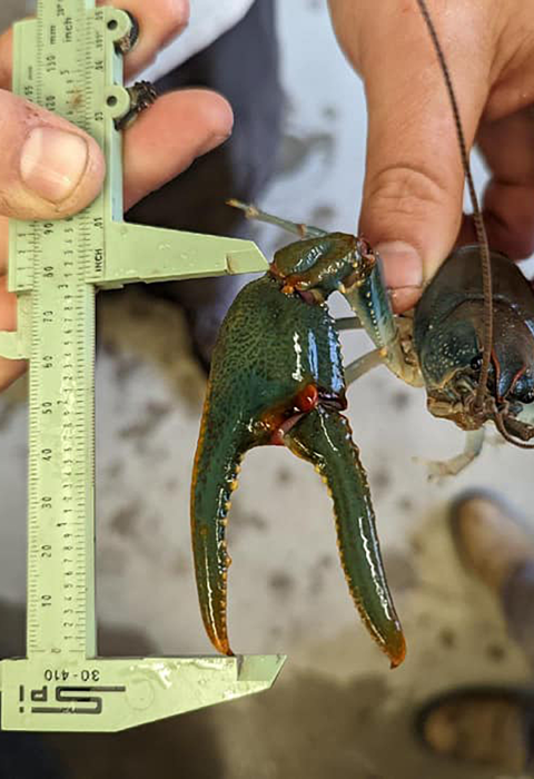 a biologist measures the large claw of a blue-green crayfish