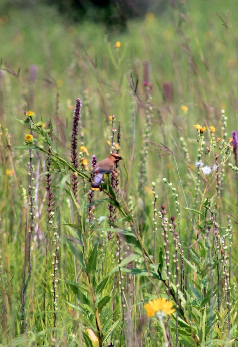 Cedar Waxwing in native prairie