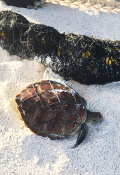 A green sea turtle sits in the sand next to a net
