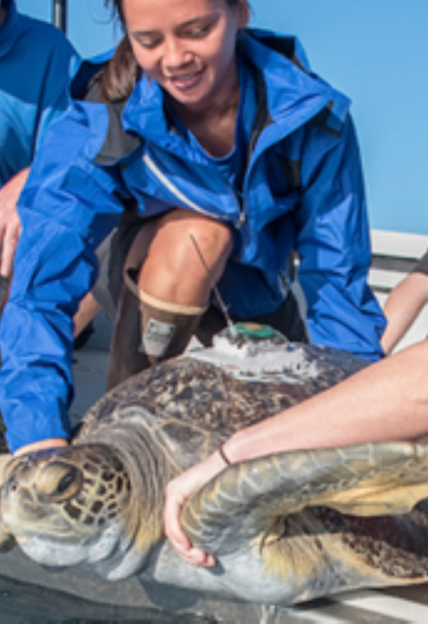 Several people lower a sea turtle into the water from a small boat. 