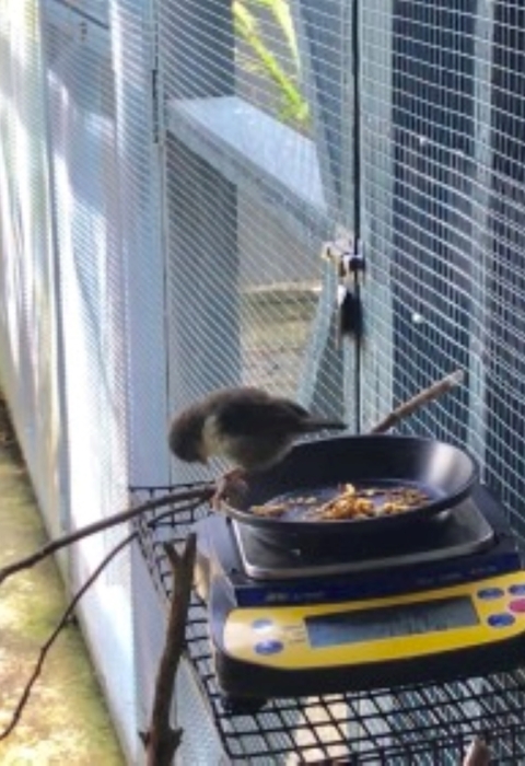 An ʻakikiki on a feeding scale in captivity