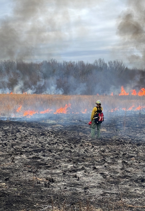 Wildland firefighter stands in the black, closely monitoring the fire line as flames climb grasses and smoke lifts above the forest in the background