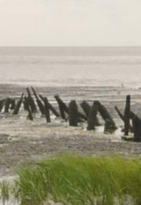 Bright green grasses grow up against the beach at Wolf Island. Water is receded and pieces of wood are exposed in the sand. 
