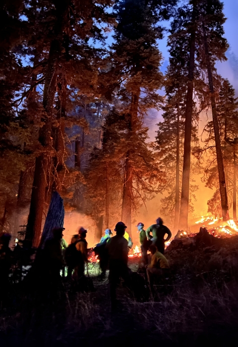 silhouettes of people before forest fire 