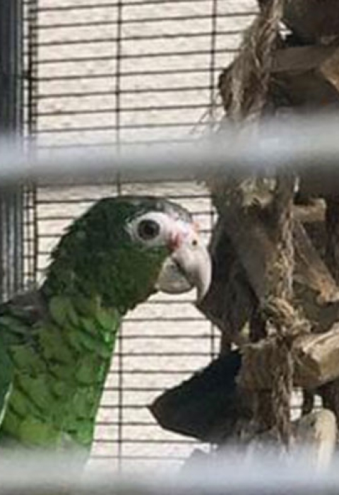 Jafet Velez, a Service biologist, checks in on Puerto Rican parrots in their cages within their aviary home. 