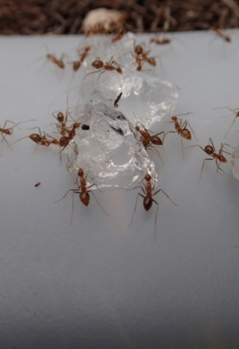 Yellow crazy ants taking the bait