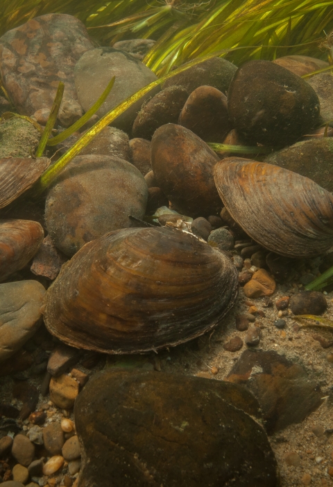A group of mussels on sea floor. 