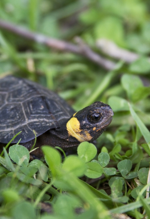 A Bog turtle on grassy ground looking up.
