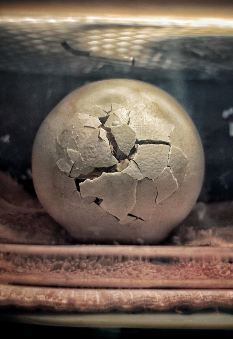 A large grayish white egg begins to crack as the hatchling is ready to emerge