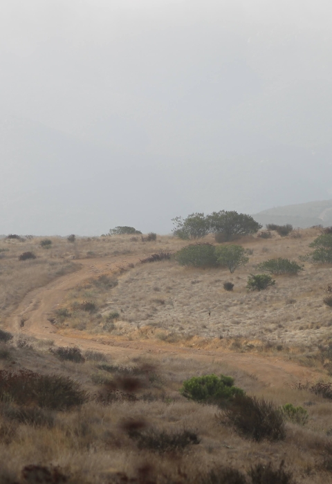 An overcast sky and morning mist covers a winding road bisecting the dry, coastal shrubs.