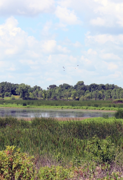 View of freshwater marsh.
