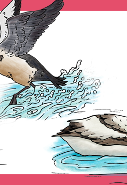 Drawings of Alaska's eight threatened and endangered species. Include wood bison, spectacled eider, northern sea otter, steller's eider, short-tailed albatross, aleutian shield fern, eskimo curlew, and polar bear.