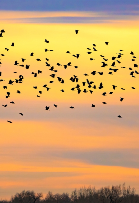 Sunset with birds migrating