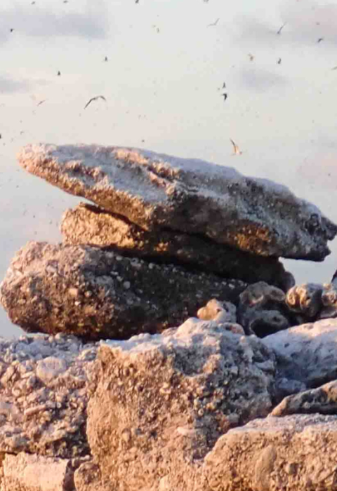 A masked booby stands on rocks while other birds fly in the air in the background.