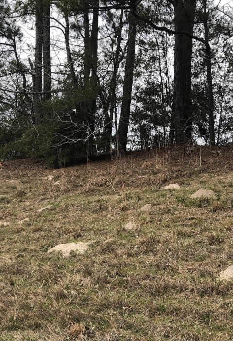 Baird's pocket gopher mounds