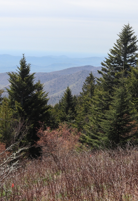 Person bent over in a field, placing a marker flag in the ground