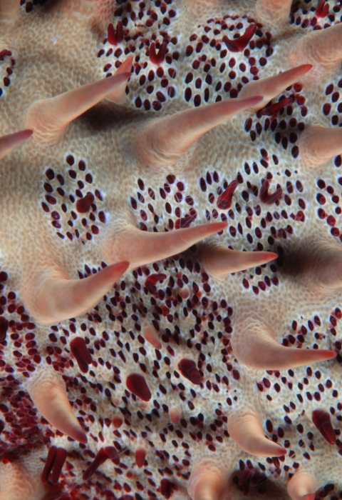 Close-up of starfish shows spikes and countless red dots. 