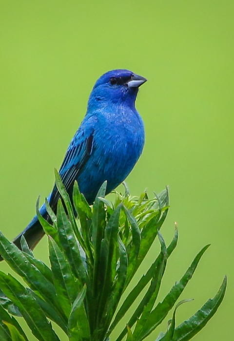 Bright blue indigo bunting perched atop bright green-leafed branch