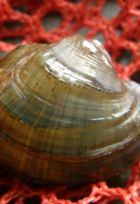 A southern elktoe is caught in a red net