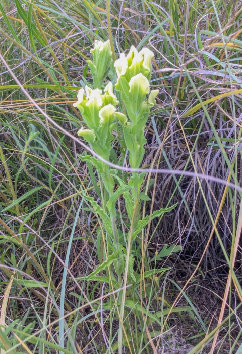 Four long leafed stalks topped with yellow to white tipped leaves in the foreground with green and grey grass in the background
