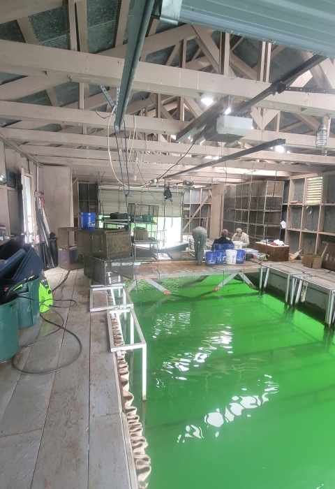 Dale Hollow NFH Boat-House Mussel Culture