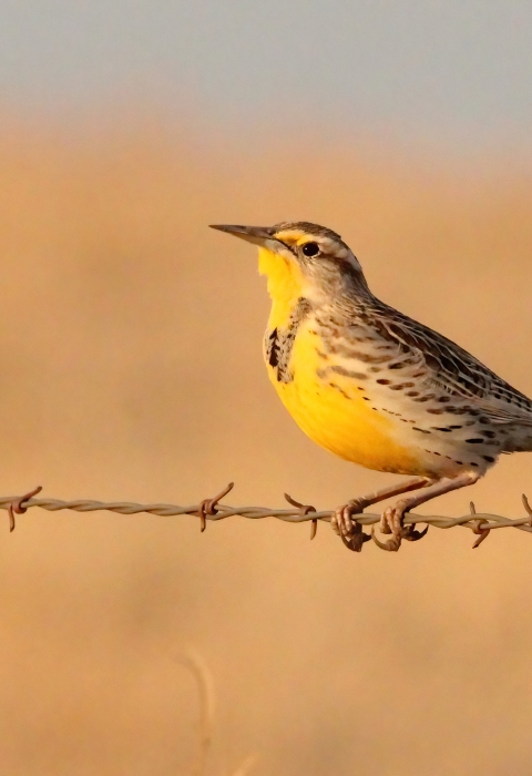 western meadlowlark 