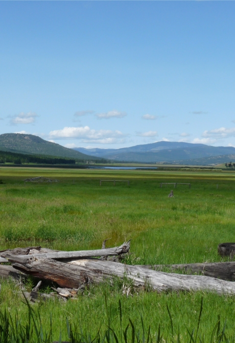 a dead tree lays at the foreground among a lush green field at the foothills of a mountain range
