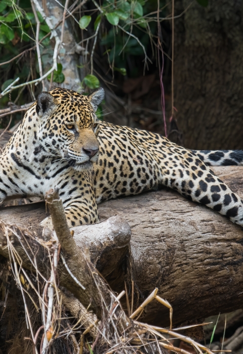 Image of big cat on log