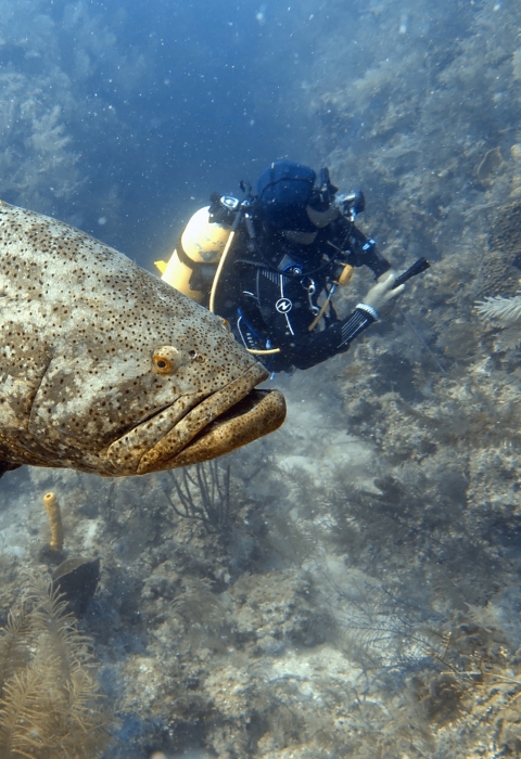 a giant brown fish by a smaller human diver
