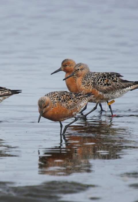 Five red knots standing in shallow water at Bottle Beach State Park, WA