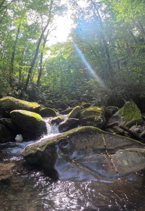 An picture showing water cascading over rocks in a forested mountain stream.