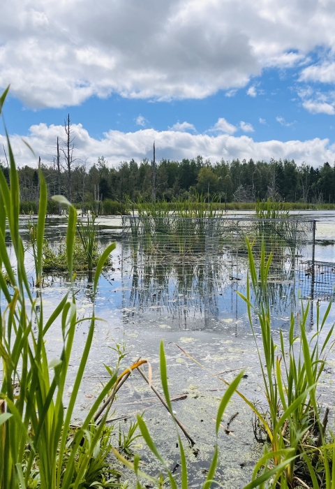 view of a marsh