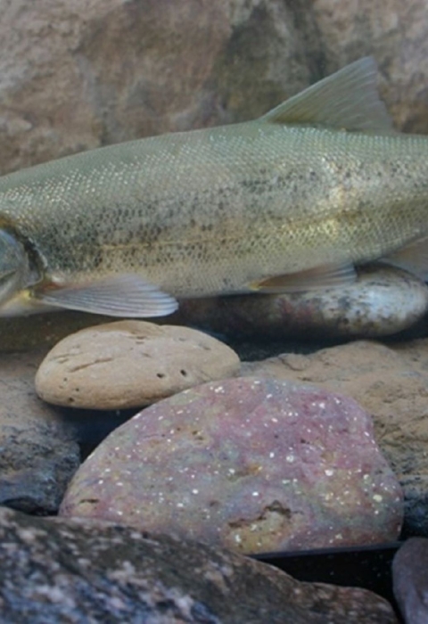 A Colorado pikeminnow swimming above rocks at the bottom of a river