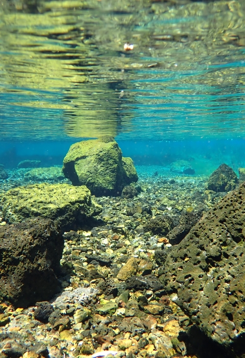 an underwater photo of shasta crayfish habitat, which shows blue water over a exclusively rocky surface
