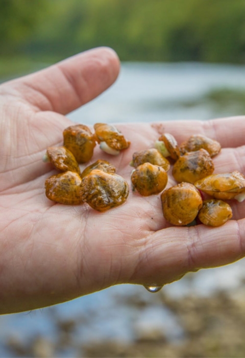 Yellow juvenile Appalachian Monkeyface mussels in the palm on someone's hand 