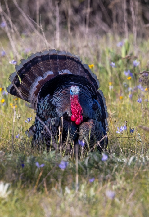 A male turkey stands with its tailfeathers spread in a field of wildflowers