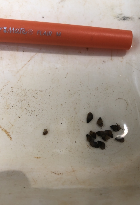 armored snails next to a pen