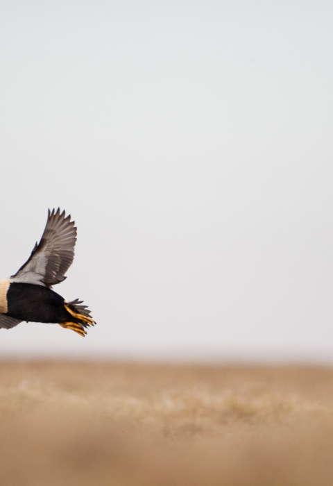 King eider flying over tundra