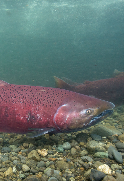 a series of five images of endangered/threatened species. From left, they are the California condor, black-footed ferret, atlantic salmon, piping plover, and polar bear.