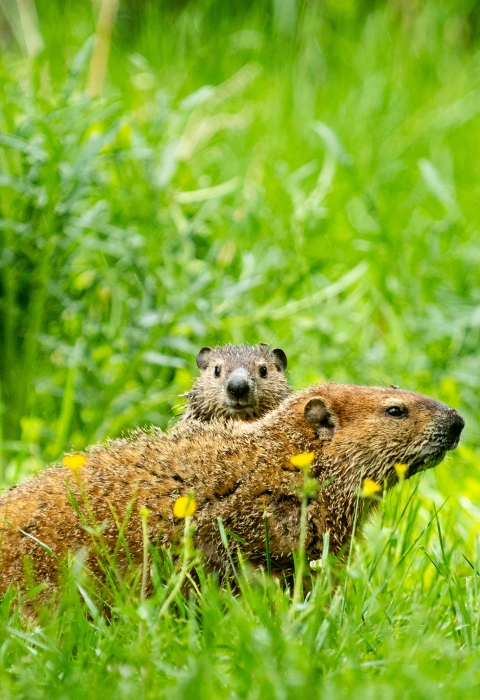 young groundhog looks over mother as they lounge in some tall grass and wildflowers.