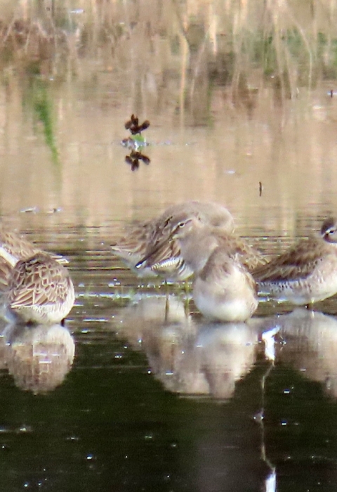 Flock of long-billed dowitchers. They are brown, white & grey, standing in water feeding. 