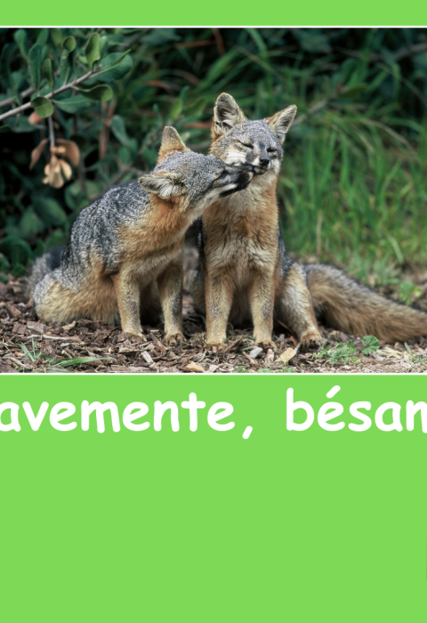 Gráfico de una tarjeta verde del Día de San Valentín con una foto de dos zorros isleños (Urocyon littoralis). Texto debajo que lee ¡Suavemente, bésame!” y “para y de.” Logotipo del Servicio para Peces y Vida Silvestre de los Estados Unidos (USFWS) en la esquina inferior derecha. 