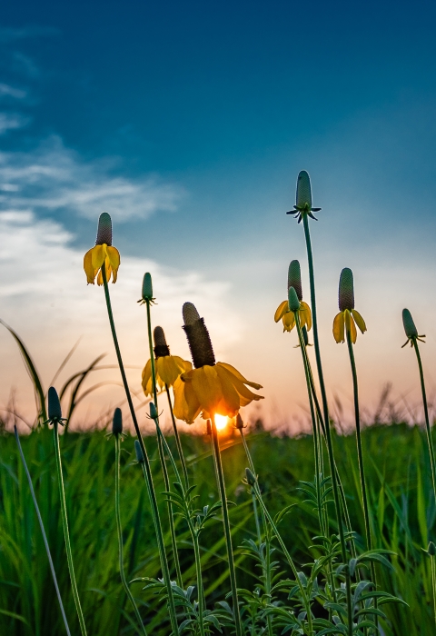 Yellow prairie coneflowers in a lush green field at sunset