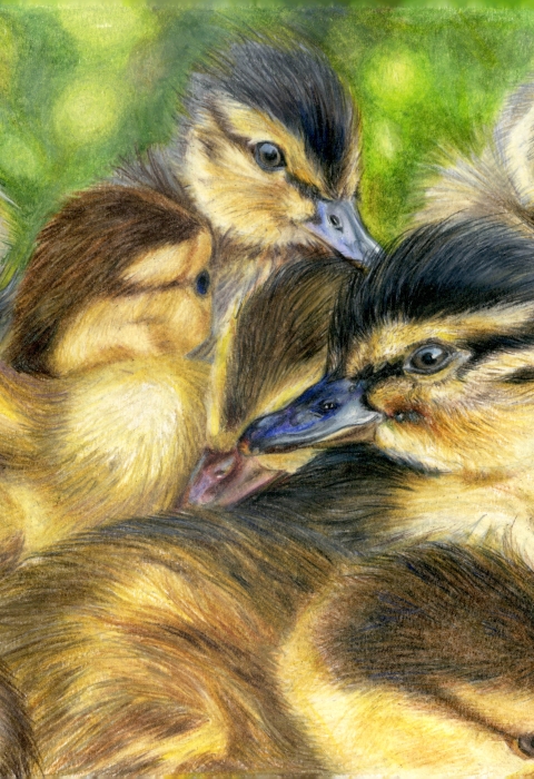An illustration of a group of yellow ducklings with fuzzy black crowns group together.