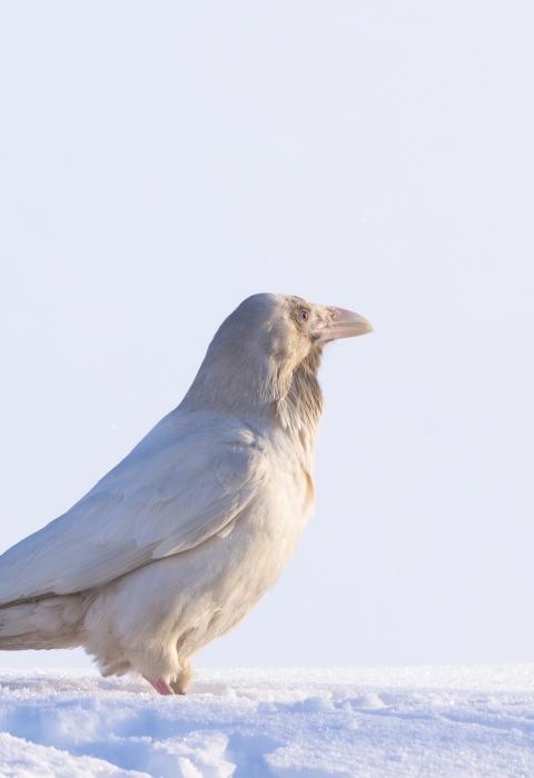 a white raven standing in snow