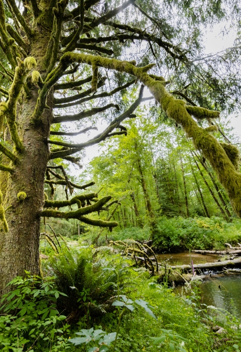 Photo of a stream in a Pacific Northwest Forest - along the Bear River