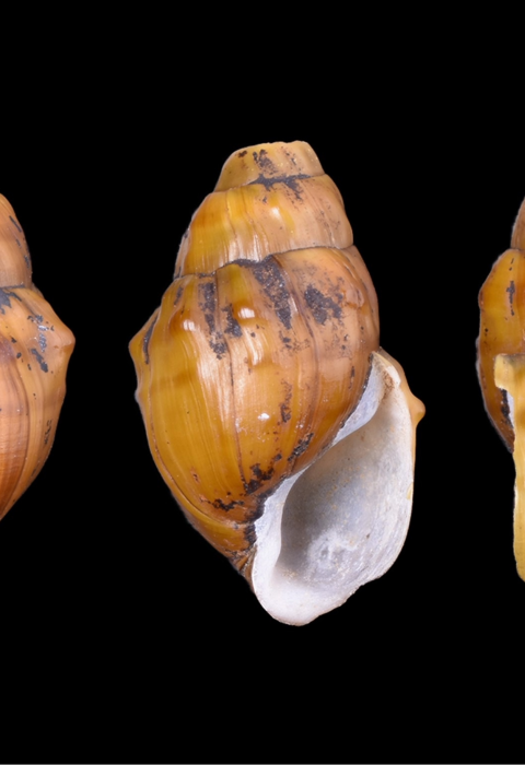 Big Black rocksnail shells over black background 
