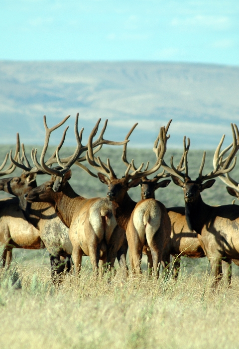 Hanford Reach National Monument Elk